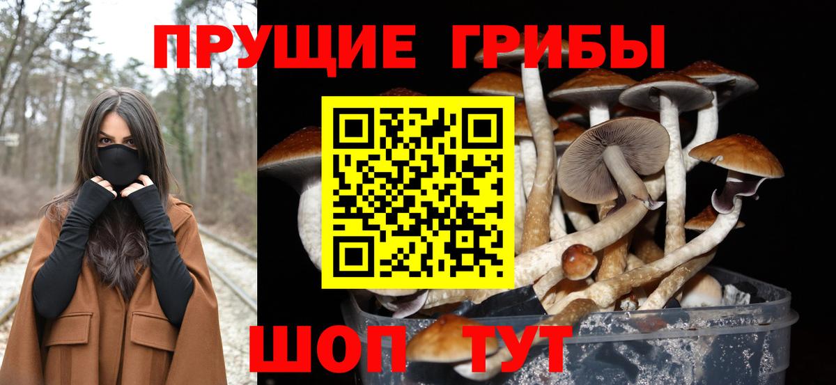 Анжеро-Судженск  Галлюциногенные грибы Psilocybe  Вход с VPN 